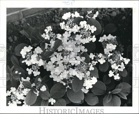 1985 Press Photo The Plants of Mr. & Mrs. Bill Klein - Historic Images