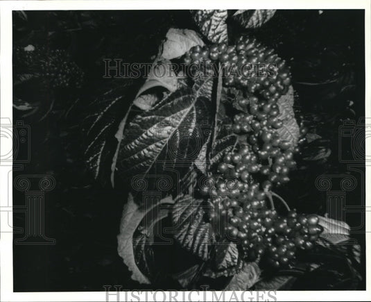 1983 Press Photo The Fruits of Viburnum - Historic Images