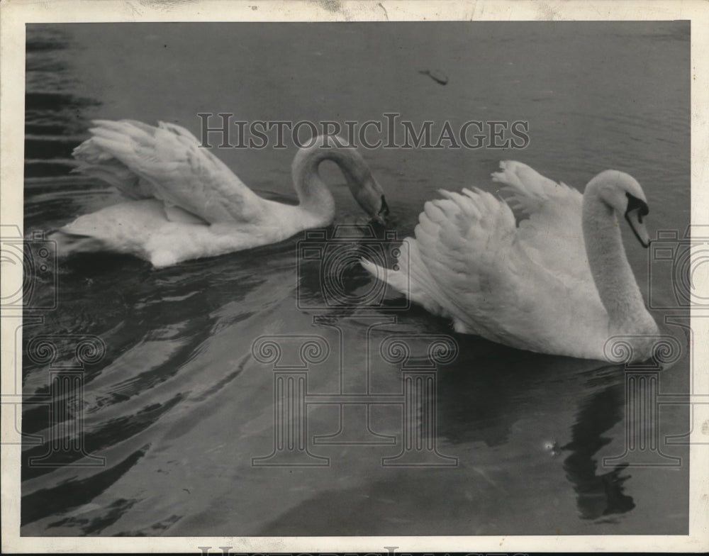 1936 Swans at Art gardens  - Historic Images