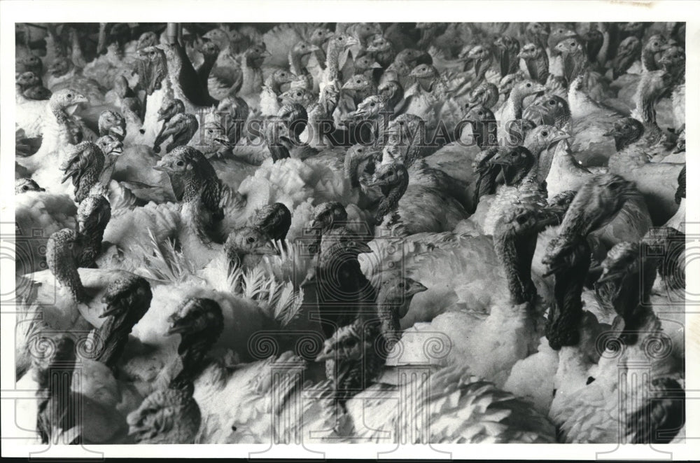 1983 Press Photo Some of the 8,000 turkeys from Bel-Mar - Historic Images