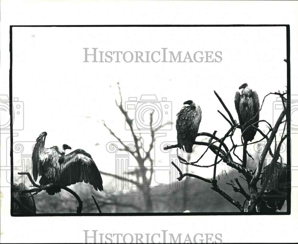 1985 Press Photo Griffin vultures at the zoo - Historic Images