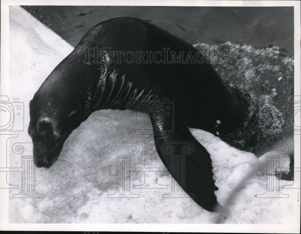 1961 Press Photo The California sea lion at the Cleveland zoo - cva77735 - Historic Images