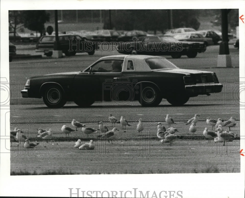 1981 Press Photo Seagulls in the parking lot of Great Northern Shopping Center - Historic Images