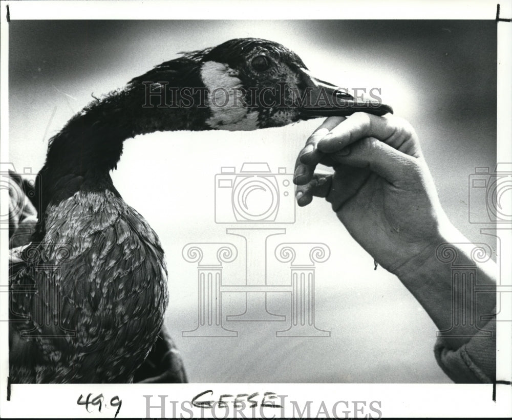 1989 Press Photo One of Canada Geese found covered with oil in French Creek - Historic Images