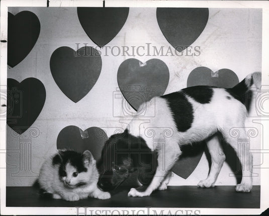 1960 Cat and Dog During Valentines Day  - Historic Images