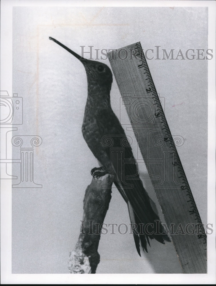 1968 Press Photo A Giant Hummingbird - cva77816 - Historic Images