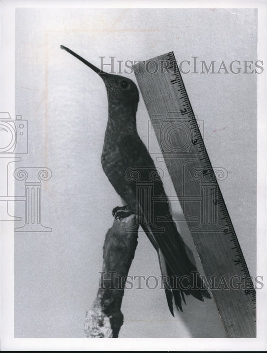 1968 Press Photo A Giant Hummingbird - cva77816 - Historic Images