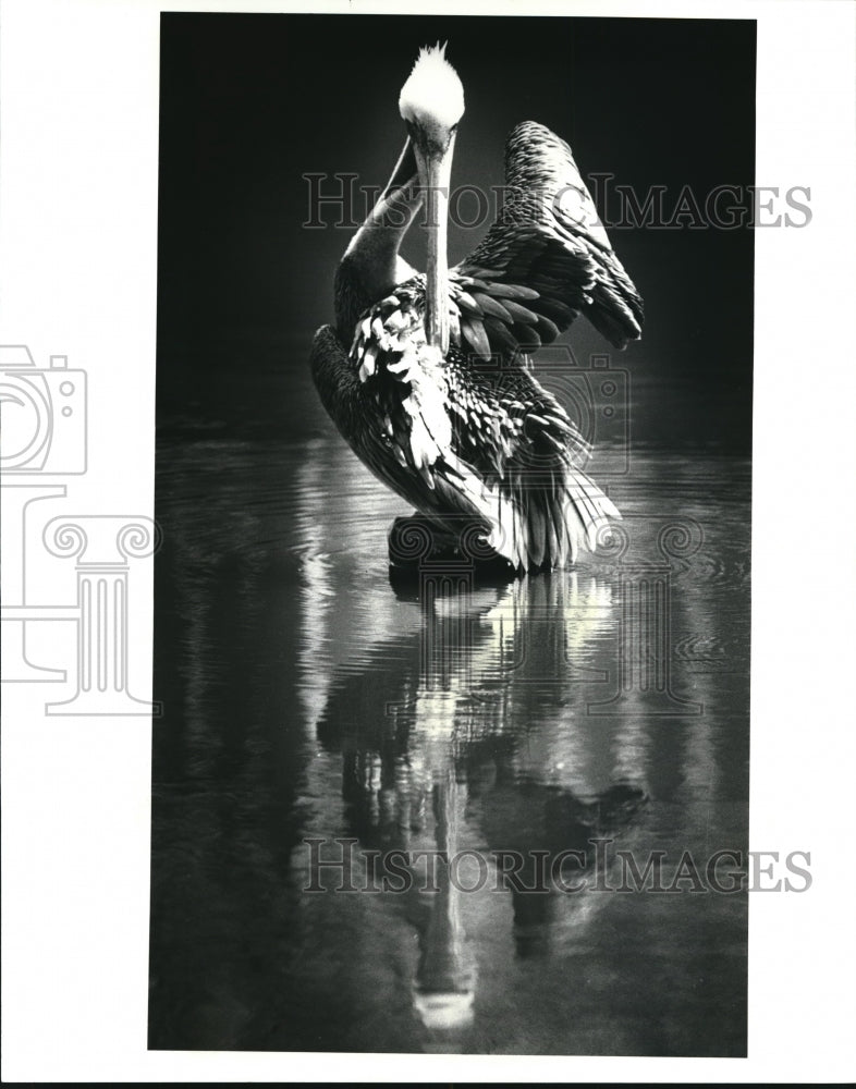 1983 Press Photo Pelican taking noontime bath at the Cleveland Zoo - Historic Images
