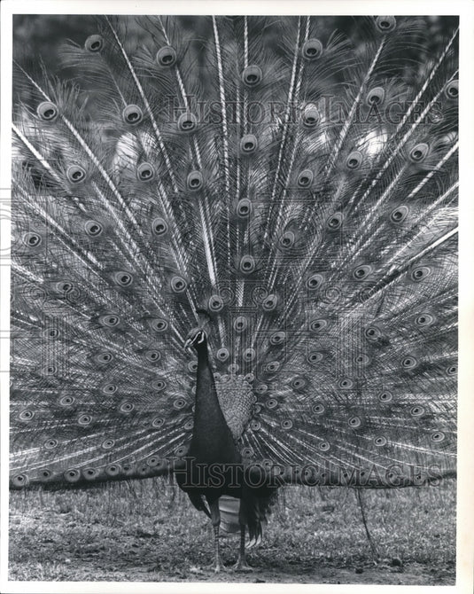 1972 Press Photo Peacock - cva77827-Historic Images