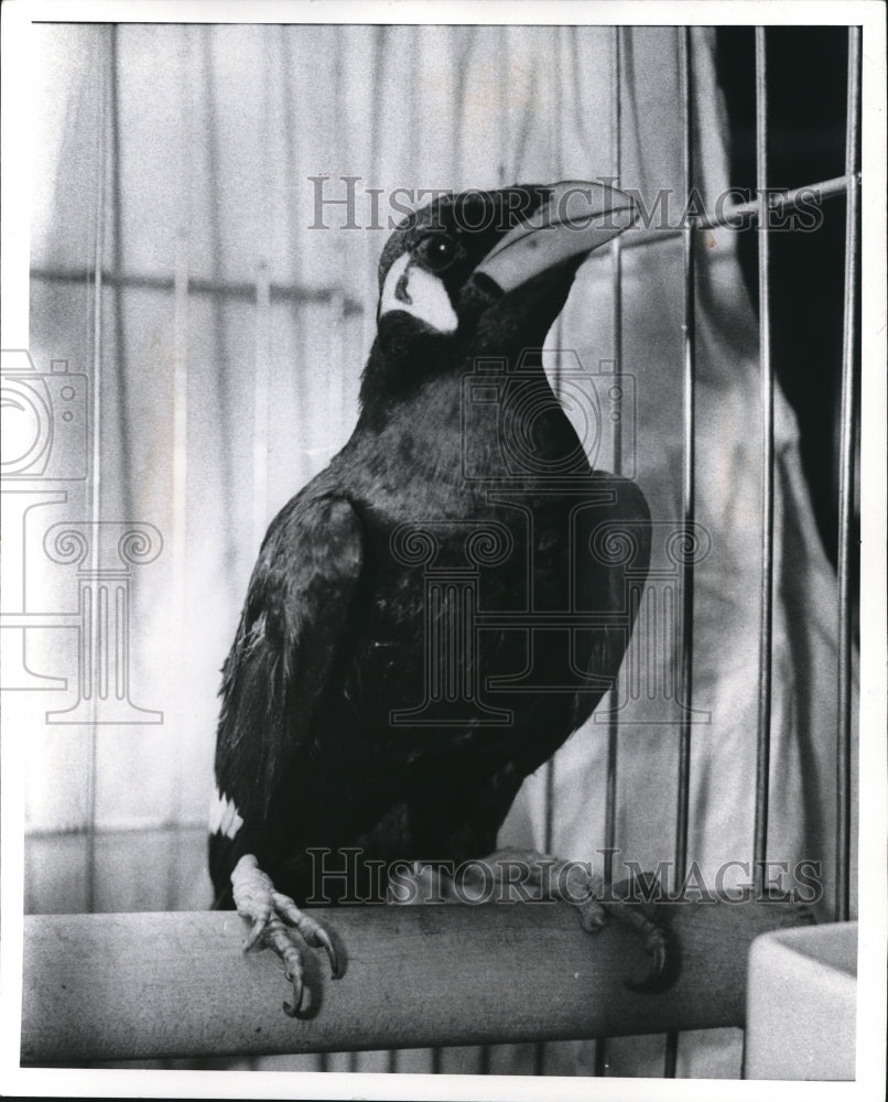 1974 Press Photo Gabby -resident of burned out Woolworths on W25 town pet - Historic Images