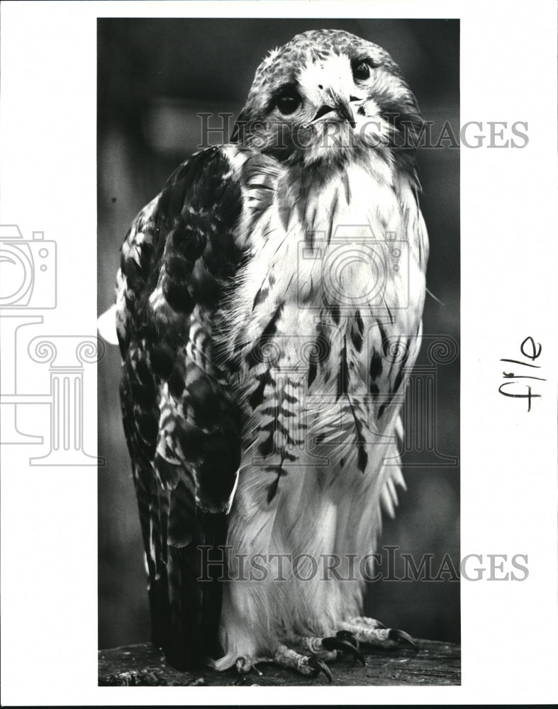 1986 Press Photo Red Tail Hawk in the Zoo&#39;s New Birds of Prey Exhibit-Historic Images