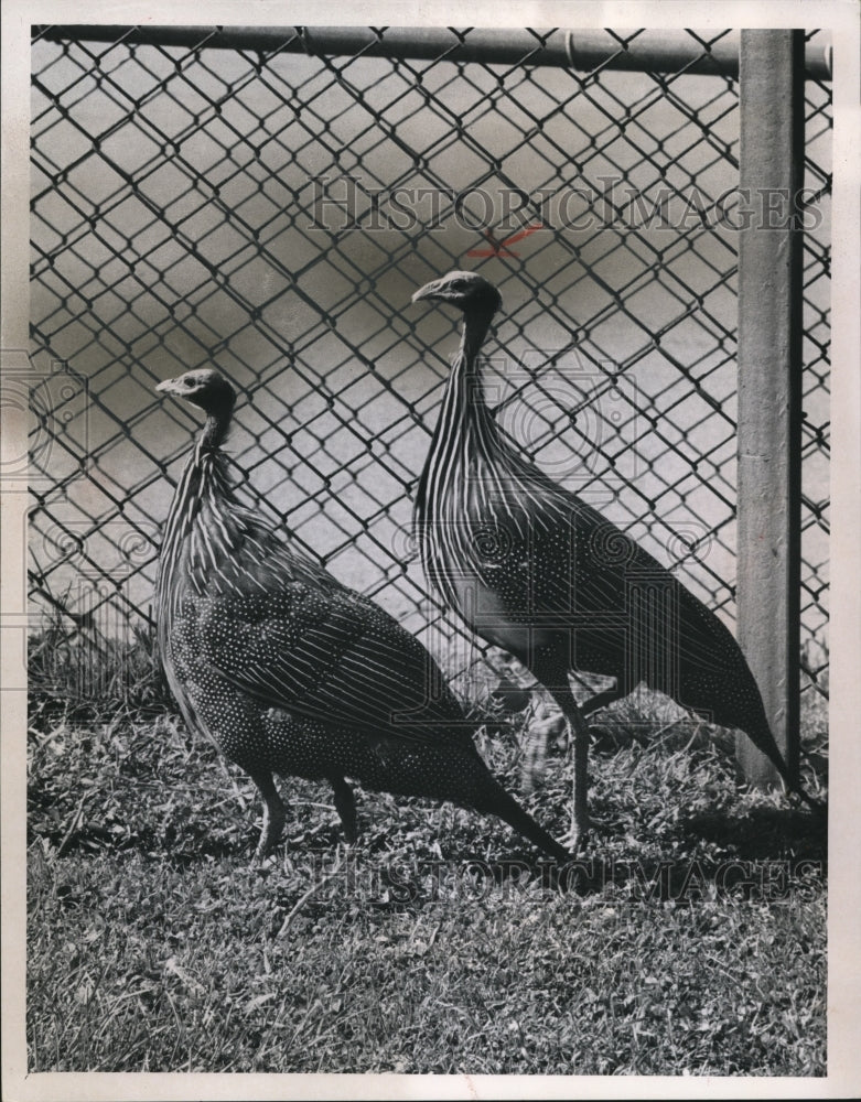 1963 Vulturines, new birds at Cleveland Zoo, have fancy costumes - Historic Images