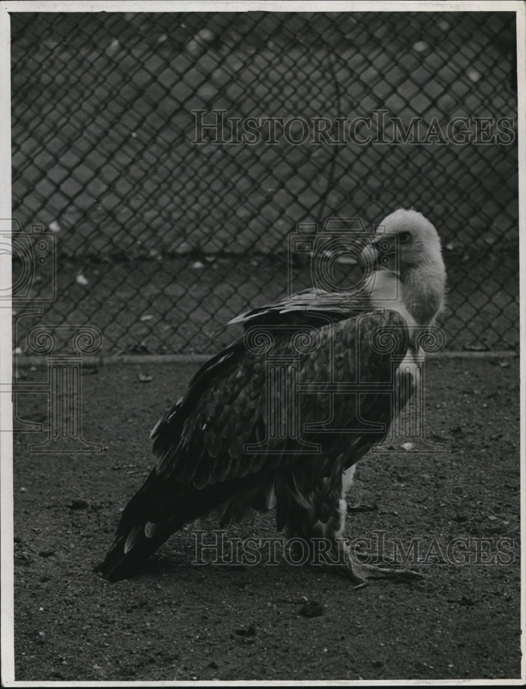 1941 South American vulture at Brookside zoo  - Historic Images