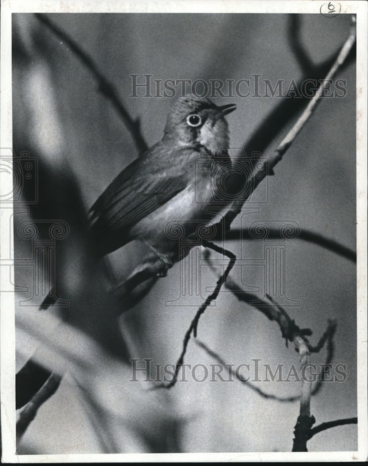 1971 Canada Warbler  - Historic Images