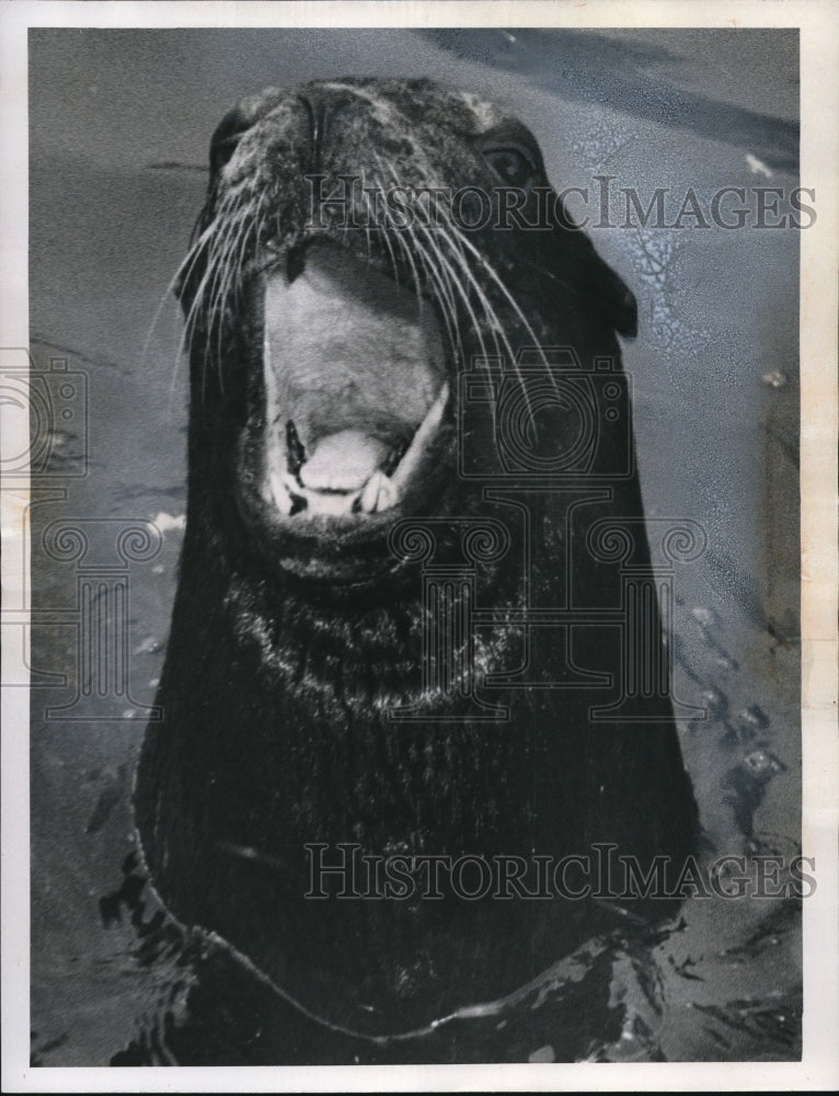 1961 Sea lion at Zoo  - Historic Images