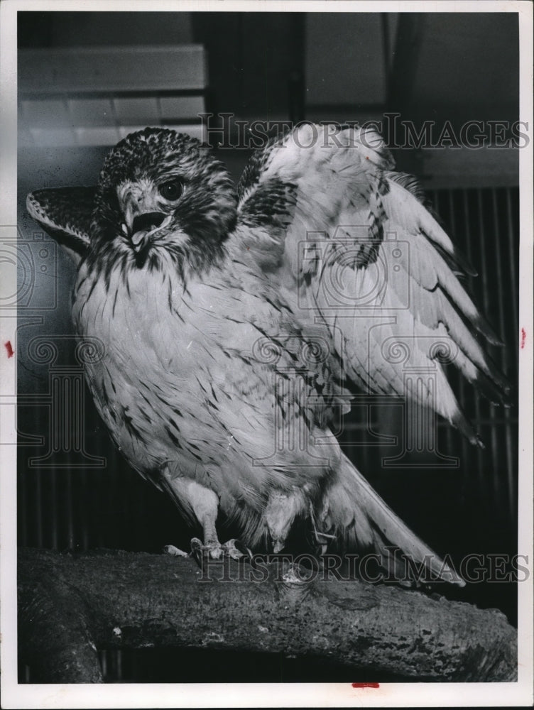 1964 Press Photo The one foot hawk - cva77945-Historic Images