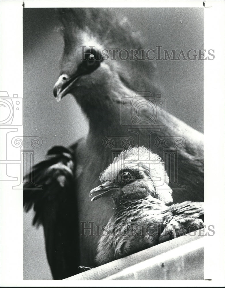 1987 Press Photo Blue Crowned Pigeons - Historic Images
