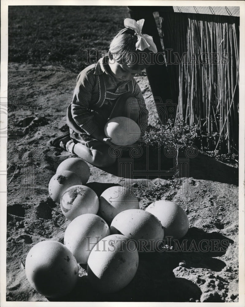 1961 Press Photo Ostrich Eggs found in Oudtshoorn, South Africa - cva77960 - Historic Images