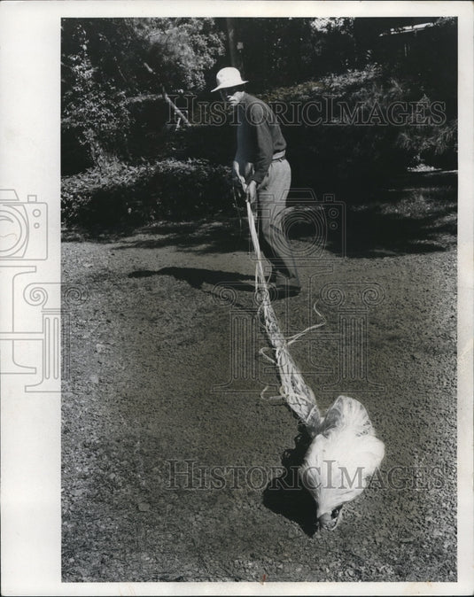 Press Photo The longest tail in the world is spun naturally by the Onagadori - Historic Images