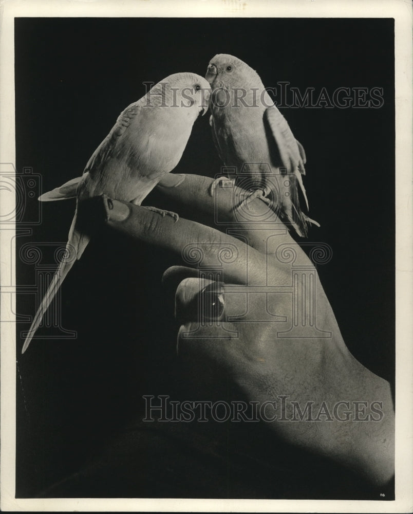 Press Photo Love Birds - cva77964 - Historic Images