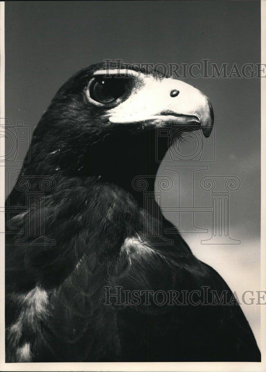 1988 Press Photo Head of an adult Harris' hawk, a member of a unique species - Historic Images