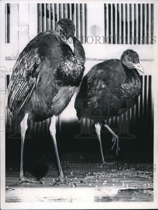 1964 Press Photo Trumpies, white-winged trumpeter birds from the Amazon-Historic Images