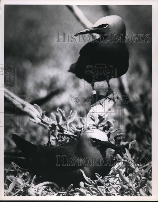 1965 Press Photo A noddy tern stands guard over nest in Fort Jefferson-Historic Images
