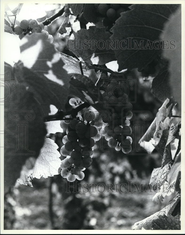 1982 Press Photo Rieling Grape at Markko Vineyard Ohio. - Historic Images