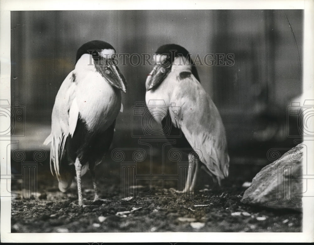 1939 These two boat bill Herons from South America seem to take - Historic Images