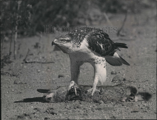 1948 Rough - Historic Images