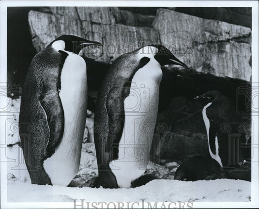 1988 Press Photo Snow and a brisk 27 degrees are ideal conditions for these - Historic Images