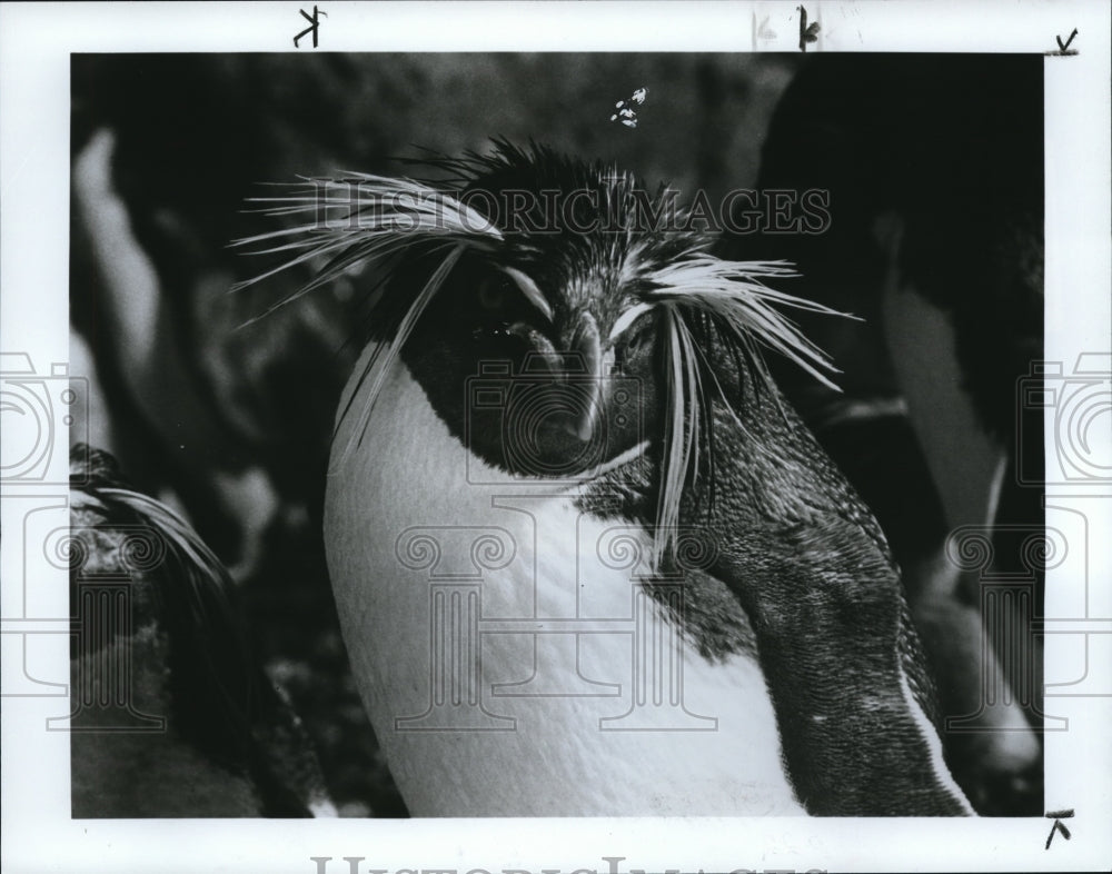 1985 Press Photo Penguins - Historic Images