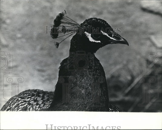 1967 Indian Blue Peacock  - Historic Images