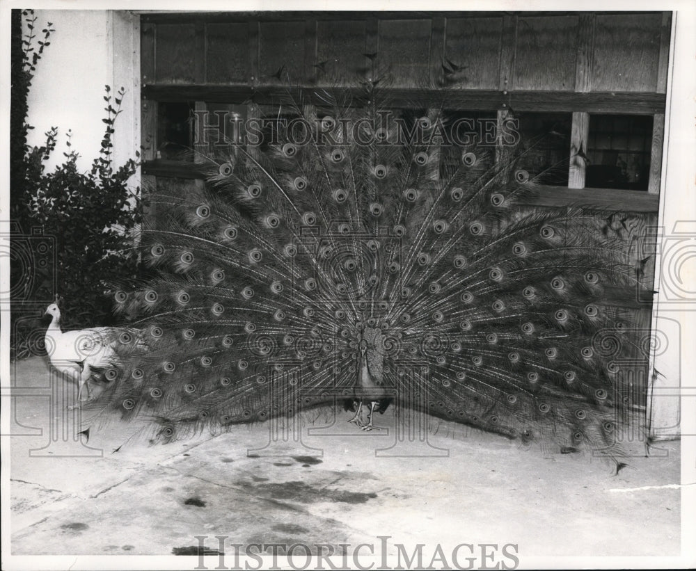 1959 Press Photo Peacock - cva78113 - Historic Images