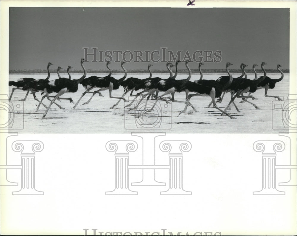 1983 Press Photo Ostrich in sprint - Historic Images