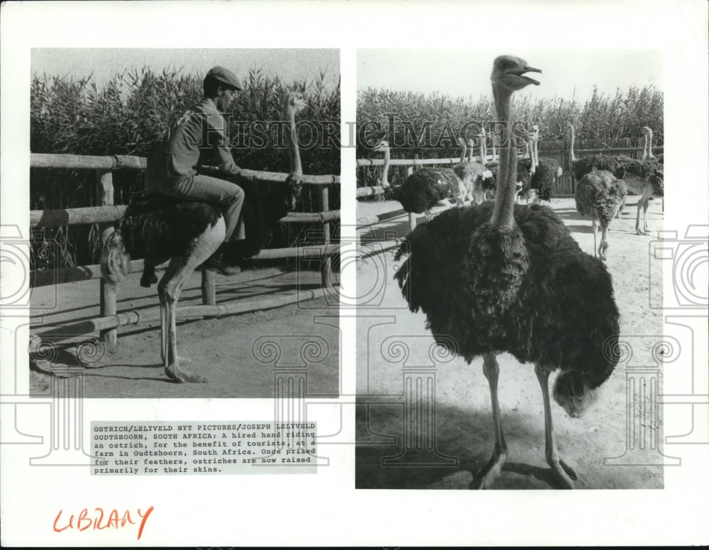 1983 Press Photo A hired hand riding an ostrich in Oudtshoorn, South Africa - Historic Images