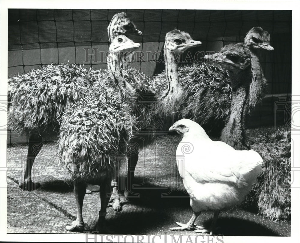 1988 Press Photo Ostrich Chick of Africa at Cleveland Metroparks Zoo - Historic Images