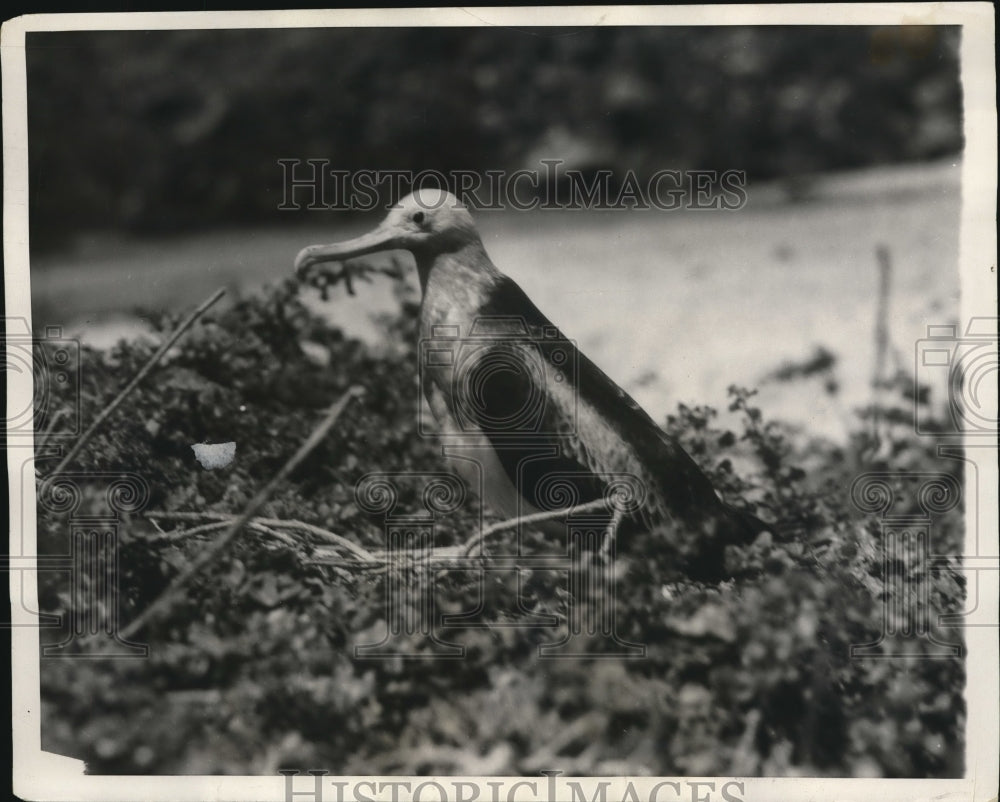 1930 The Man of War Bird  - Historic Images