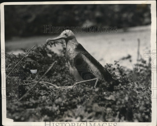 1930 The Man of War Bird  - Historic Images