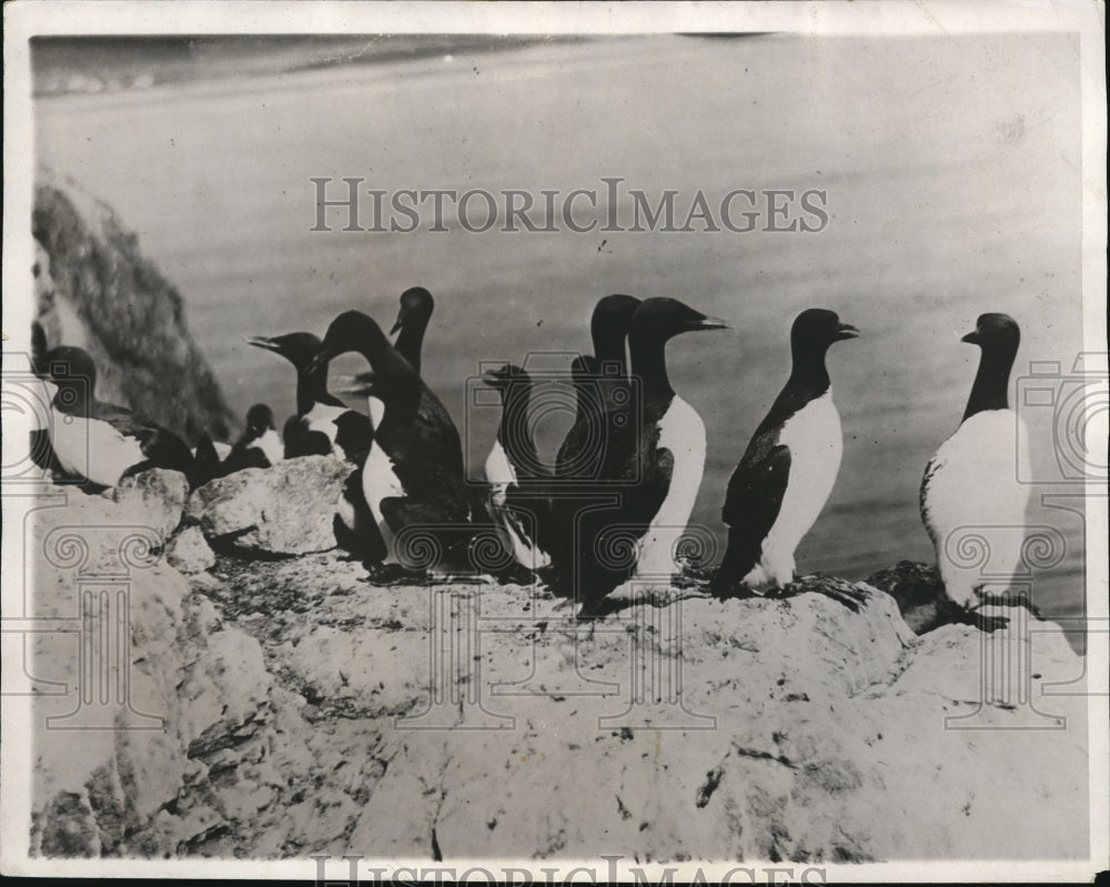 1932 California Murre Bird like Penguin  - Historic Images