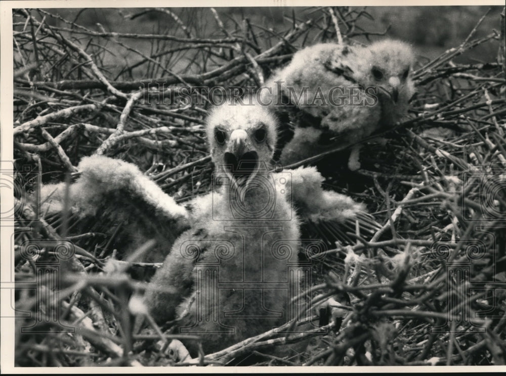 1988 Press Photo Harris Hawk Nestling 2 1/2 weeks old at Los Medonis N.M. - Historic Images