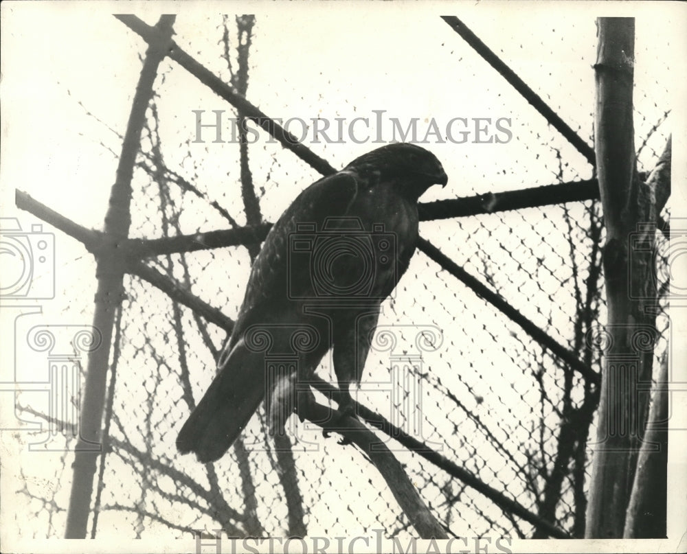 1933 Press Photo Chicken Hawk at Brookside Zoo - cva78124 - Historic Images