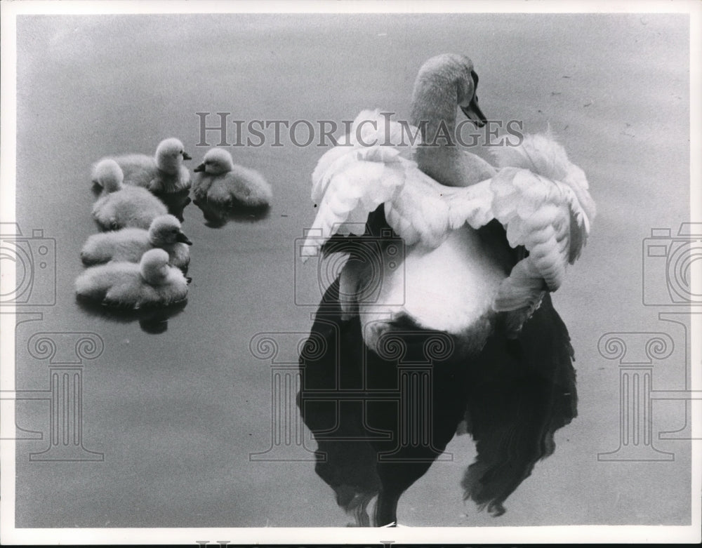 1962 Press Photo Swan - cva78125 - Historic Images