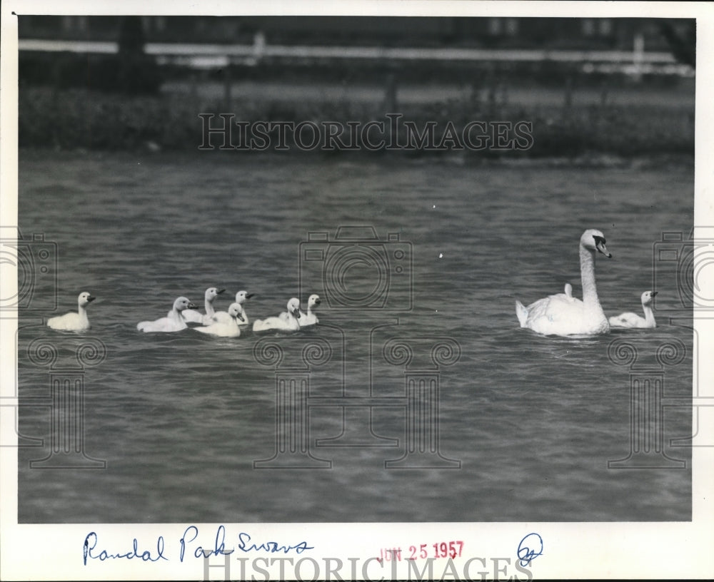 1957 Press Photo The swans at the Randal Park - cva78133 - Historic Images