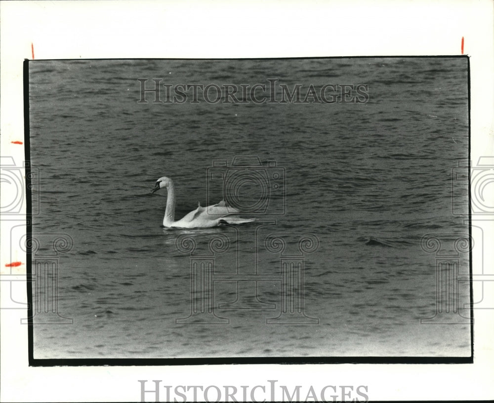 The swan at the Randal Park  - Historic Images