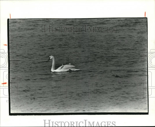 The swan at the Randal Park  - Historic Images