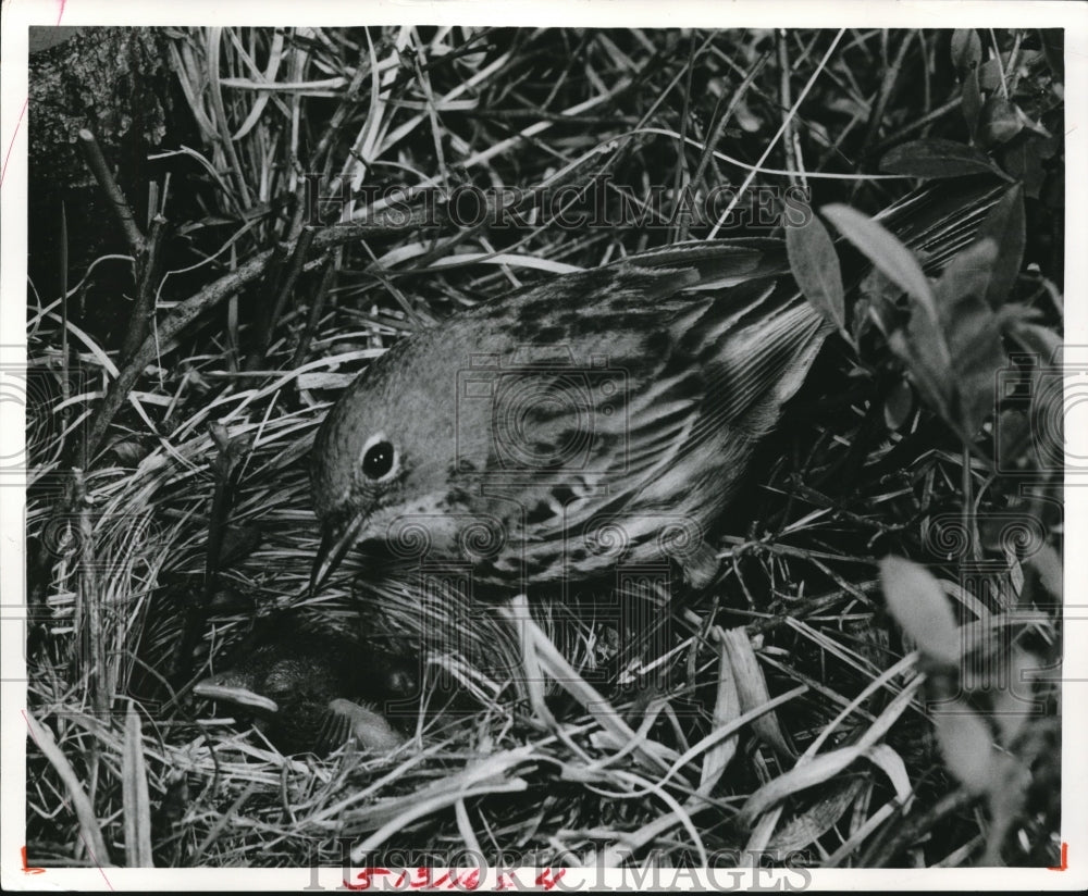 1964 The warbler in Kirtland  - Historic Images