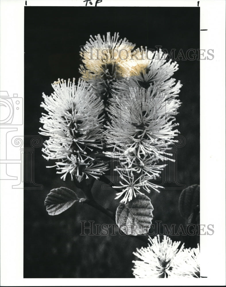 1989 Press Photo The fothergilla garden in Holden Arboretum - Historic Images