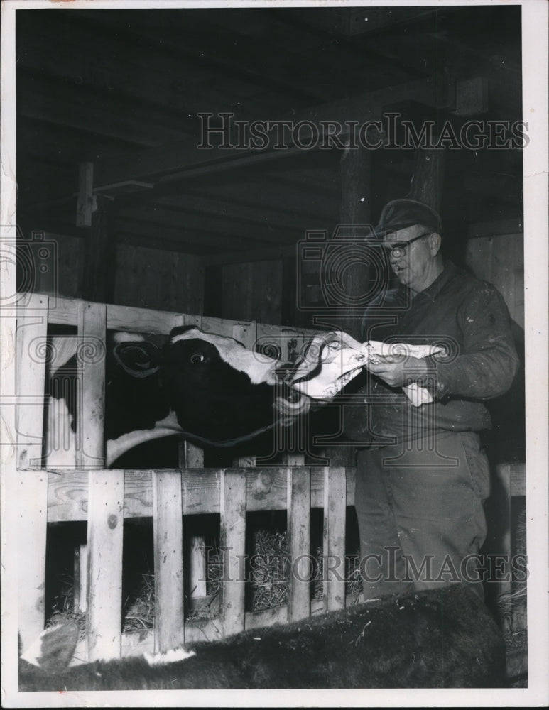 1969 Press Photo Farmer Worthington E. Polling&#39;s cattle eats the newspaper - Historic Images