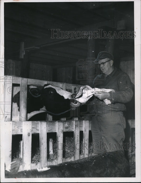1969 Press Photo Farmer Worthington E. Polling's cattle eats the newspaper - Historic Images